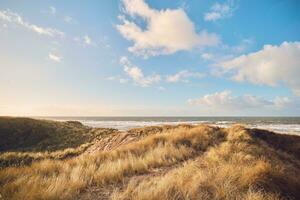 Grass Dunes in Denmark photo