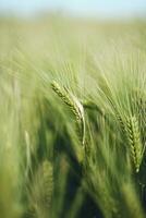 green fresh growing Field with barley photo