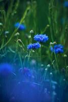 profundo azul florecimiento de maíz campo foto