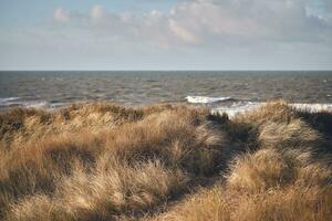 golden dunes at the west coast of denmark photo