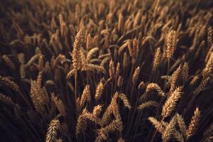 Wheat field ready for harvest photo