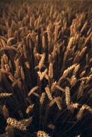 Wheat field closeup summer photo