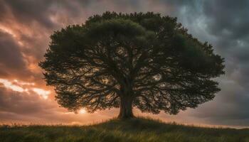 ai generado un árbol soportes solo en un campo con un dramático puesta de sol foto