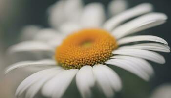 AI generated a close up of a white daisy with a yellow center photo