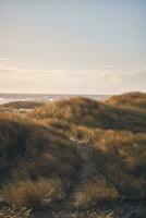 wandering path in danish dunes photo