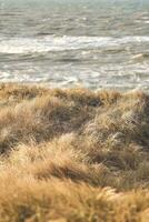 Grass Dunes in Denmark photo