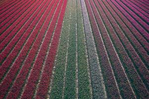 red magenta and pink tulips arial view photo