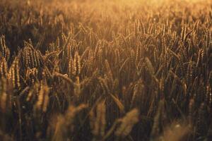 Sunlight shining over wheat field photo