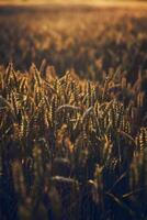 Sunset wheat field photo