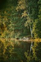 Lakeshore in the woods in bright morning light photo