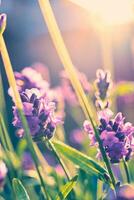 de cerca de lavanda cierne en luz de sol foto