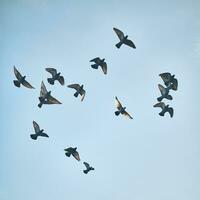 Pigeons flying in blue sky photo