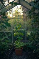 Plants gorwing inside greenhouse photo