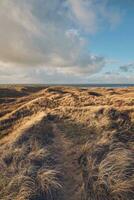 Wide Grass Dunes in Denmark in winter photo