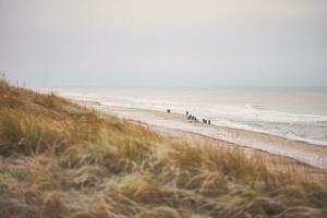 Wandering at the danish coastline photo