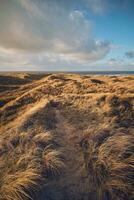 Grass Dunes in Denmark photo