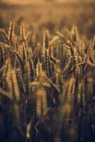 Wheat field in late sunset light photo
