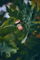 marrón bellotas colgando en roble árbol foto