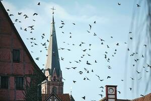 Pigeons flying over german city roofs photo