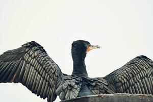 cormorant against white background photo