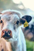 Nose of young and curious cow photo