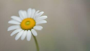 AI generated a single white daisy with a yellow center photo