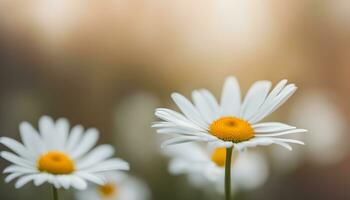AI generated white daisies in a field with blurred background photo