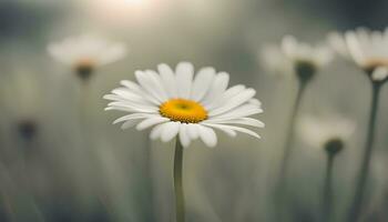 AI generated white daisy in a field with blurry background photo