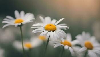 AI generated daisies are blooming in a field with a blurry background photo