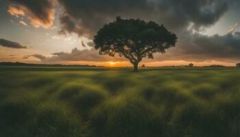 ai generado un solitario árbol en un campo con un dramático puesta de sol foto