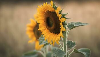 ai generado girasol por palanqueta iglesia foto