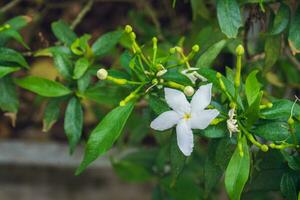 Close up of a blooming Gerdenia Crape Jasmine flowers on blurred natural green background with copy space photo