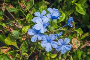 Close up of a blooming Cape Leadwort flowers Plumbago auriculata Lam on blurred natural green background photo