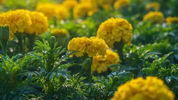 Close up of a blooming yellow marigold flower or Tagetes erecta Mexican Aztec or African marigold in the garden on blurred natural green background with morning sunlight photo