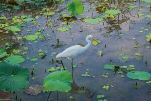 Great egret bird looking for food on lotus pond at Vachirabenjatas Park, Rot Fai Park, Suan Rot Fai Bangkok, Thailand photo