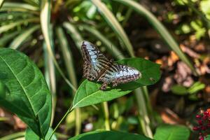 clíper mariposa o partenos Sylvia untado sus roto alas en verde hoja borroso fondo, un grande ninfálida mariposa desde sur este Asia foto