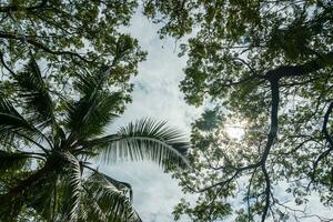 siluetas de arboles en contra cielo en soleado día a el parque, nonhaburi provincia, Tailandia foto