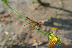 An orange dragonfly or Brachythemis contaminata sits on flower stem with blurred background photo