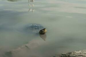 The turtle poked its head out of the water, Nonthaburi, Thailand photo