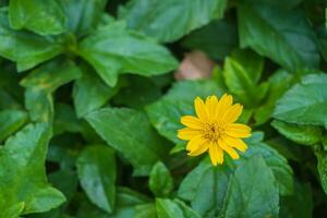 Close up of blooming yellow wedelia chinensis flower on blurred natural green background with copy space. photo