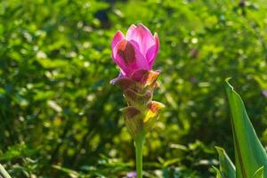 un cerca arriba de rosado siam tulipán o cúrcuma alismatifolia en el parque con borroso natural verde antecedentes. foto