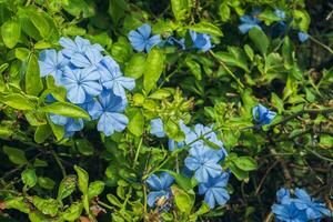 floreciente capa leadwort flores o plombagina auriculata justicia en borroso natural verde antecedentes con Copiar espacio foto