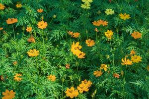 orange cosmos flower garden in morning sunlight photo