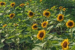 A blooming  sunflower field in natural sunny day photo