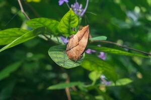 A close up of Kallima inachus, the orange oakleaf butterfly on leaf with blurred green natural background, Insect look like tree leaf. photo