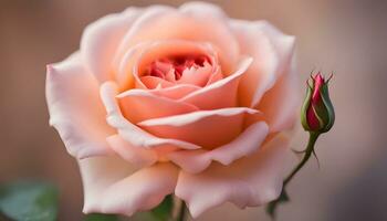 AI generated a single pink rose is shown in this photo