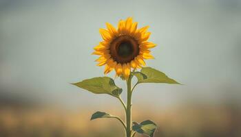 AI generated a single sunflower is standing in front of a field photo