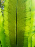 un de cerca partes inferiores de un pájaro nido helecho asplenium hoja debajo el luz de sol foto