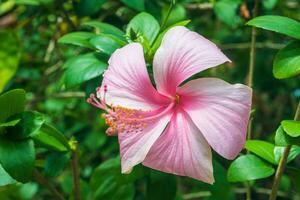 Close up of blooming pink Hibiscus rosa-sinensis flower on natural green blurred background with copy space. photo