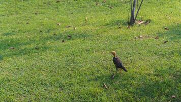 Bald common myna bird walks in the meadow in morning sunlight photo